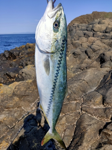 イナダの釣果