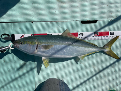 メジロの釣果