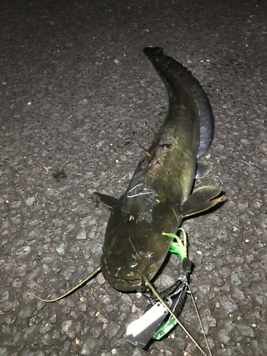 マナマズの釣果