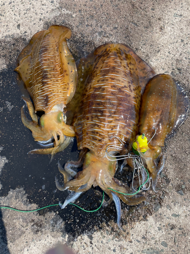 アオリイカの釣果