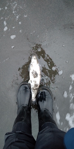 アメマスの釣果