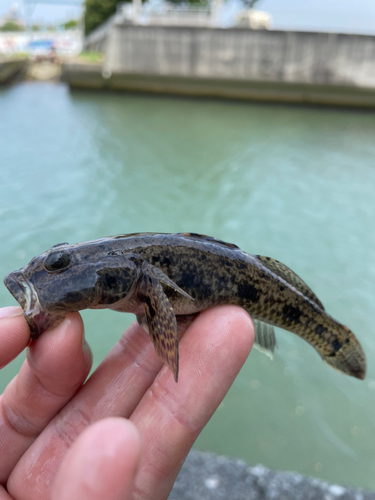 マハゼの釣果