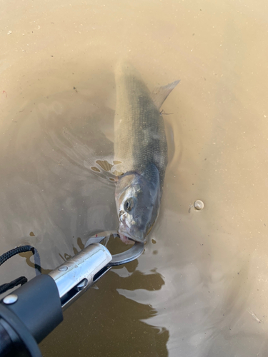 ウグイの釣果