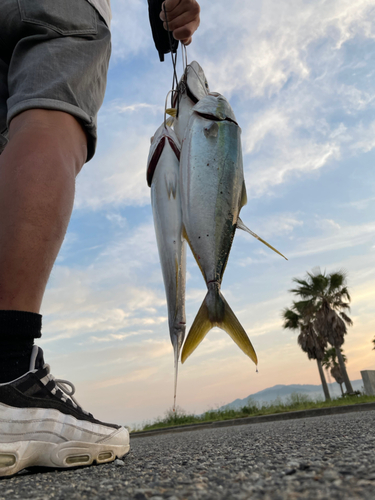 ハマチの釣果