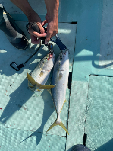 ハマチの釣果