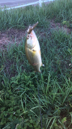 ブラックバスの釣果