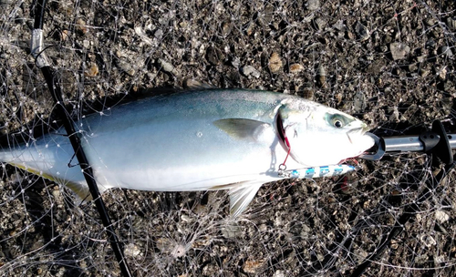 ハマチの釣果