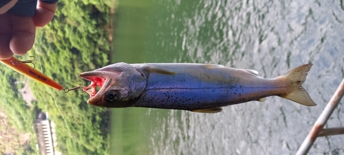 アマゴの釣果