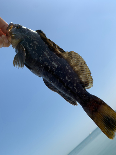 アイナメの釣果