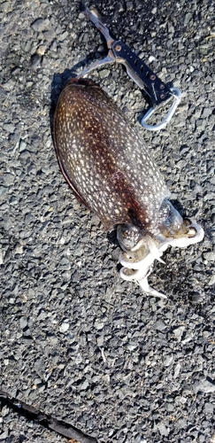 シリヤケイカの釣果