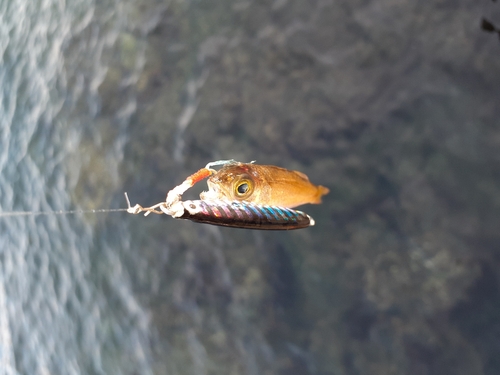 ムツの釣果