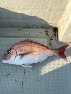 マダイの釣果