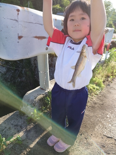 アブラハヤの釣果