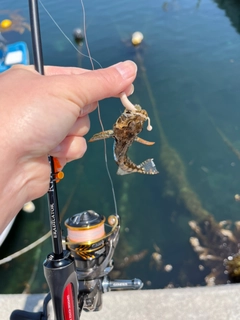 アナハゼの釣果