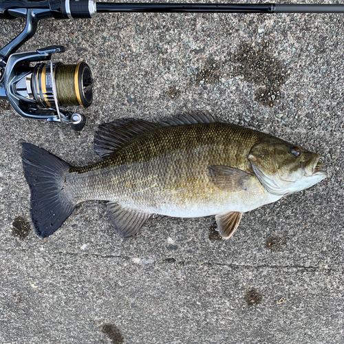 スモールマウスバスの釣果