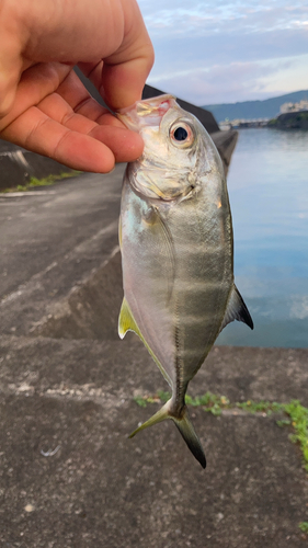 メッキの釣果