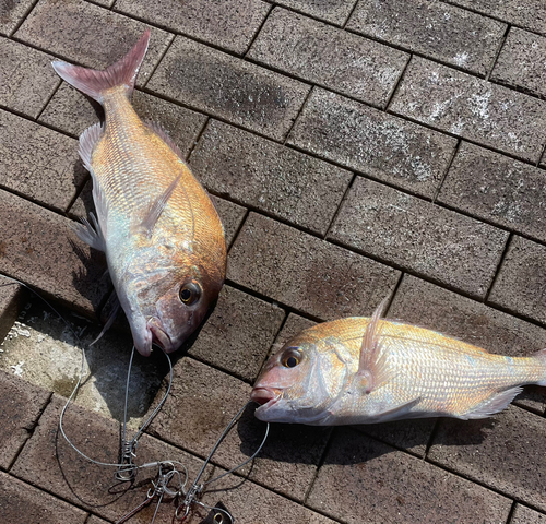 マダイの釣果