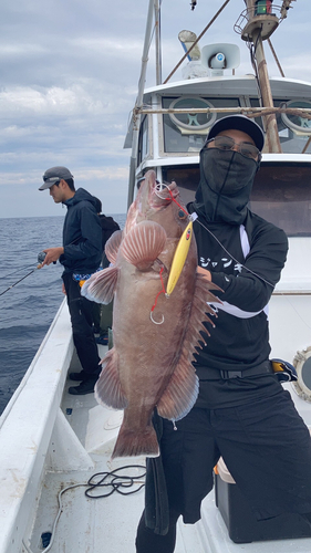 マハタの釣果