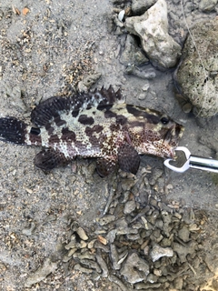 マダラハタの釣果