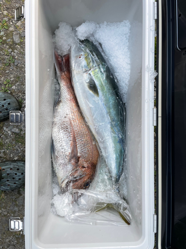 マダイの釣果