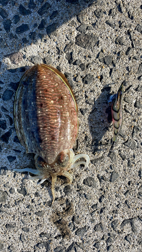 モンゴウイカの釣果