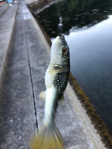 クサフグの釣果