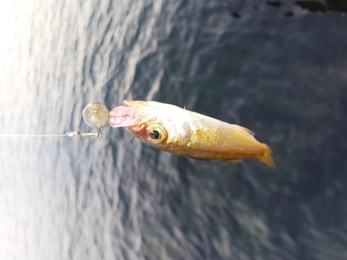 ムツの釣果