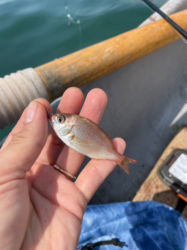 マダイの釣果