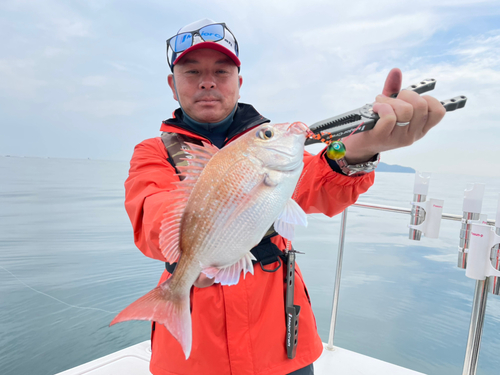 マダイの釣果