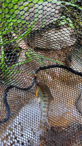 アマゴの釣果