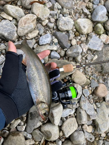 ウグイの釣果