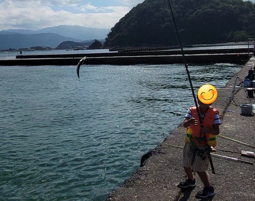 コノシロの釣果