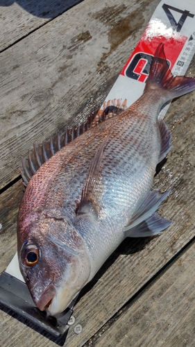 チャリコの釣果