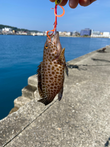 オオモンハタの釣果