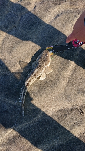 マゴチの釣果