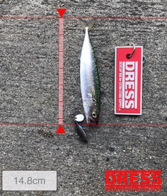 サバの釣果