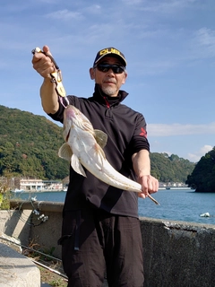 マゴチの釣果