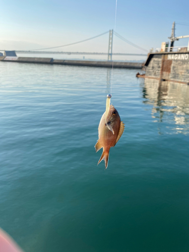 スズメダイの釣果