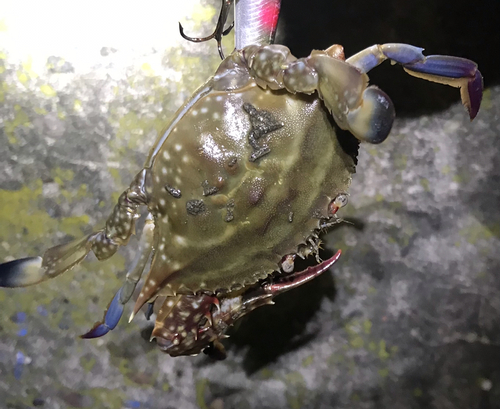 ワタリガニの釣果