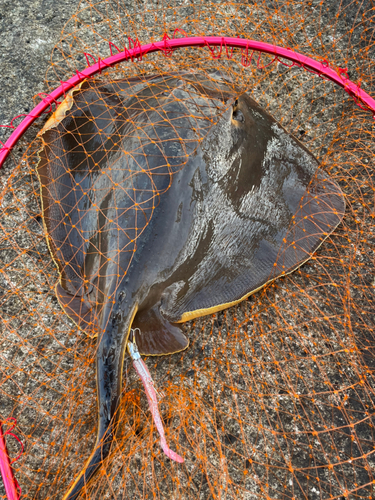 アカエイの釣果