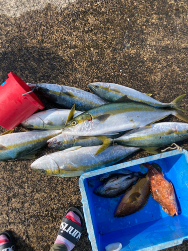 ヒラスの釣果