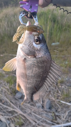 キビレの釣果