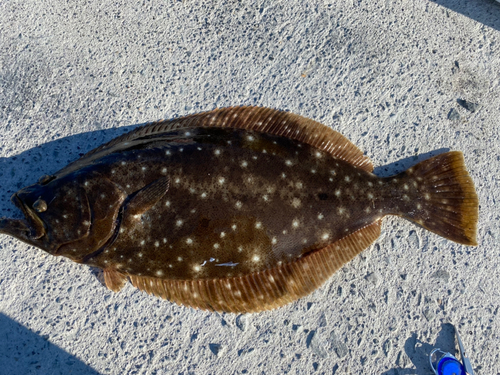 ヒラメの釣果