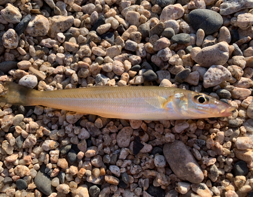 シロギスの釣果