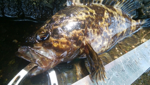 タケノコメバルの釣果