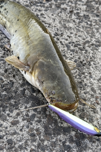 ナマズの釣果