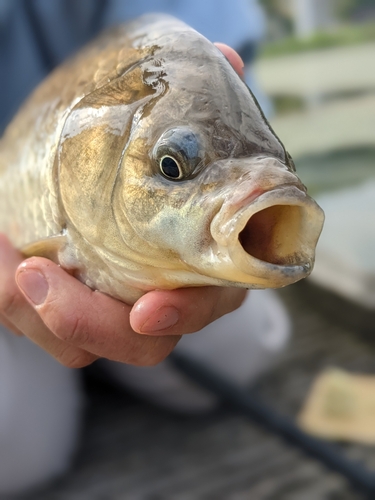 フナの釣果