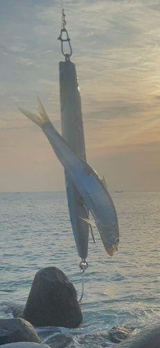 カタクチイワシの釣果