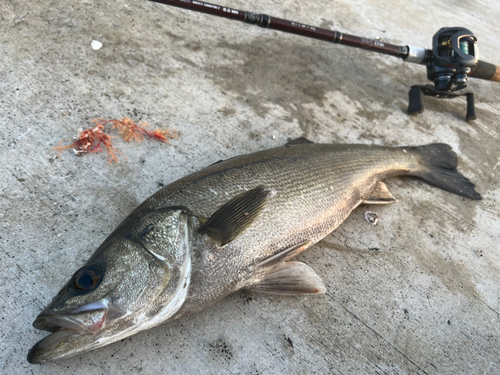 シーバスの釣果