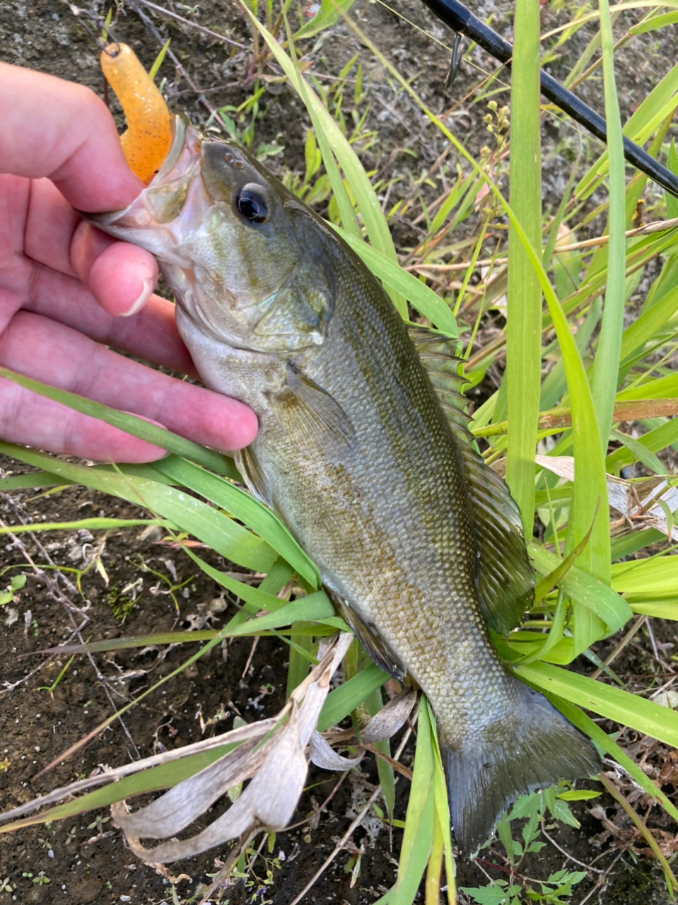 スモールマウスバス